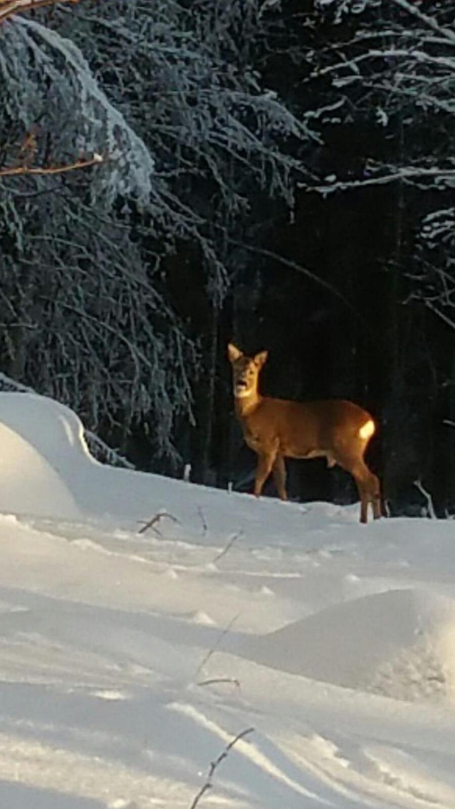 Mieps Huset Dalarna Holiday Kullen  Eksteriør bilde